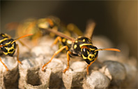 Wasp Control - Misting Systems