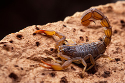 Bark Scorpion Pest Control